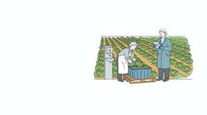 Harvest worker in a hairnet and gloves packing lettuce into a bin while a food safety auditor with a tablet watches, beside a field handwash station