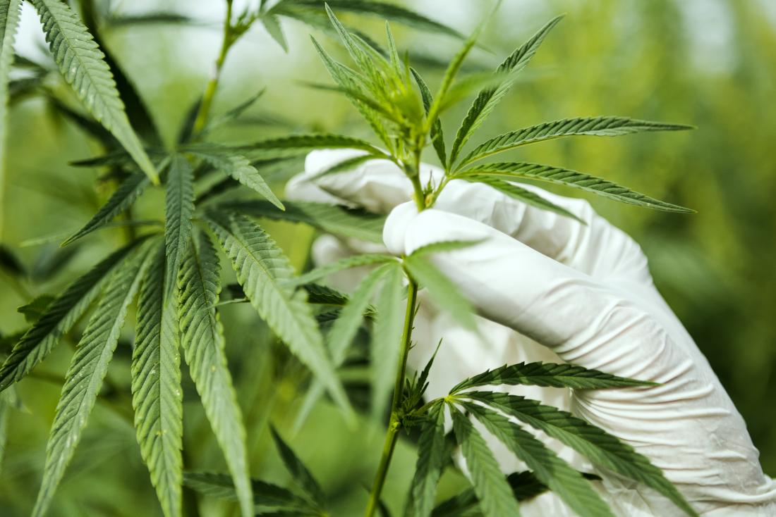 cannabis-plant