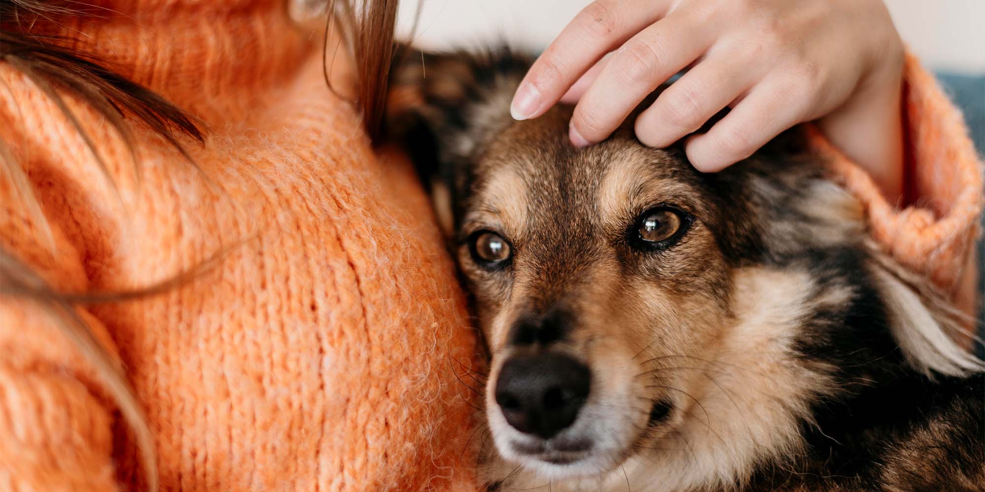 Why Should Pet Food Manufacturers Get a Third-Party Audit?